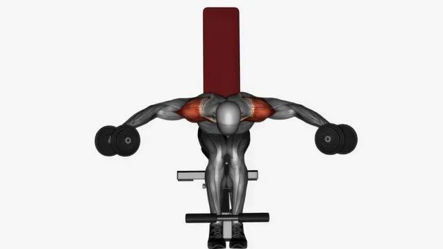 Seated dumbbell rear delt fly (2)
