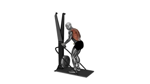 Ski Ergometer Cross Country Ski Basic Pull (2)