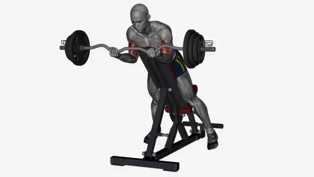 Spider curl ez bar (2)