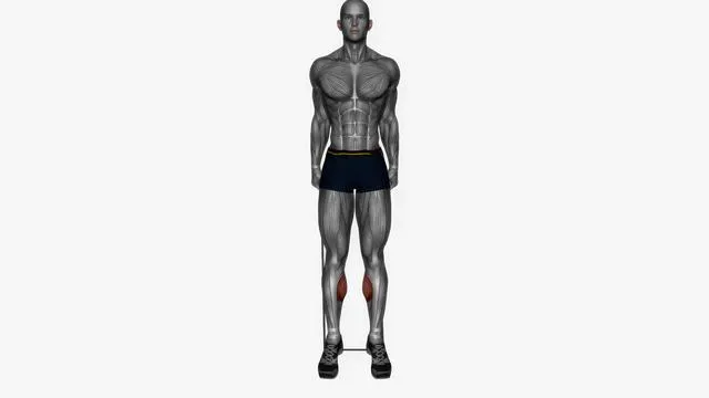 Standing calf raise Resistance band (2)