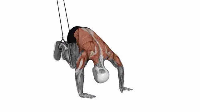 Suspension Trainer with Grips Reverse Ab Rollout (2)