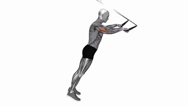 Suspension Trainer with Grips triceps extension (2)