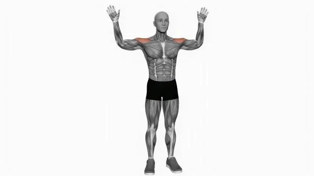 Upward rotation Bent arms (2)