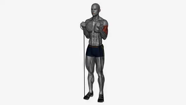 Zotman curls Resistance band simultaneous (2)